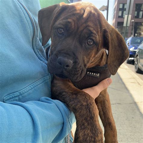 Meet Sparrow: Mastiff Puppy Mix Looking for Her Forever Home {+ So Are ...