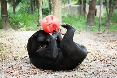 Wildlife Trade of Bears in Cambodia: SDZG Completes First Ever ...