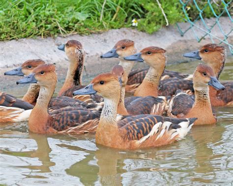 Dendrocygne bicolore • Dendrocygna bicolor • Élevage de Dendrocygnes