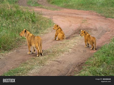 Three Lion Cubs On Image & Photo (Free Trial) | Bigstock