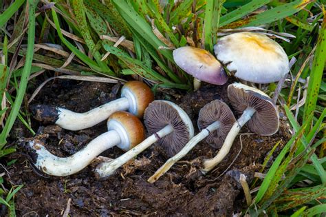 Discover the Many Types of Psilocybin Magic Mushrooms