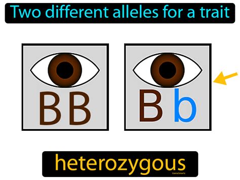 Heterozygous Definition & Image | GameSmartz