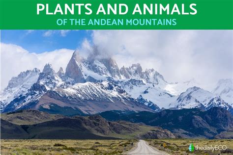 Andean Plants and Animals - Flora and Fauna of the Andean Region With ...