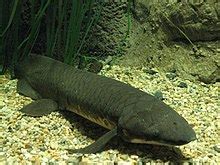 Australian lungfish - Wikipedia