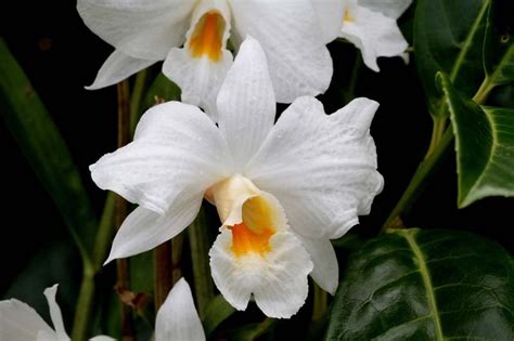 Dendrobium Orchids Varieties: 30 Types of Dendrobium