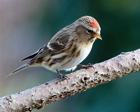 Lesser Redpoll | Lesser Redpoll | Robert Stocker | Flickr