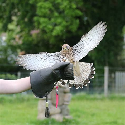 European kestrel female falconry training Eagle Hunter, Falconry, Kestrel, Birds Of Prey ...