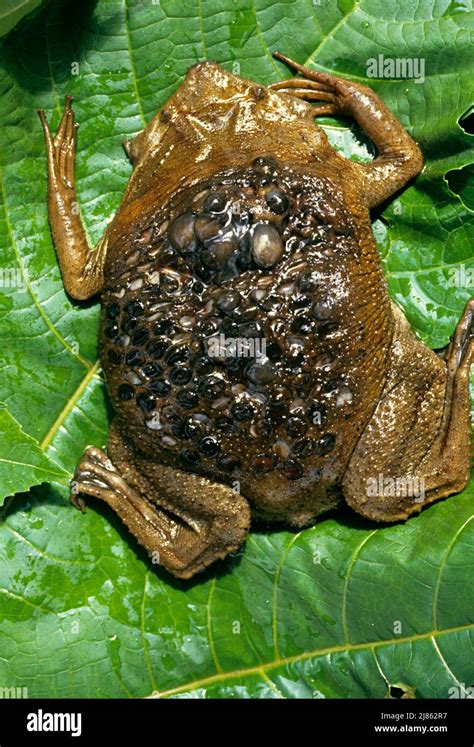 Surinam toad pipa pipa adult hi-res stock photography and images - Alamy