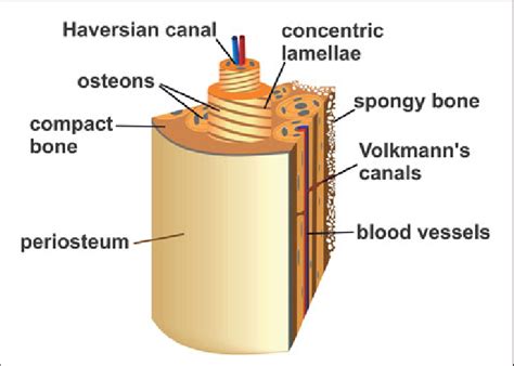 Schematic presentation of the hierarchic structure of bone: The ...