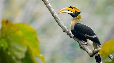 10 Things You Need To Know About Hornbills | Nature inFocus