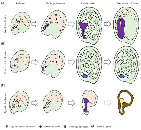 Plants | Free Full-Text | Endosperm–Embryo Communications: Recent ...