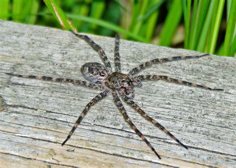 Bug o’the Week – Dark Fishing Spider – Riveredge Nature Center