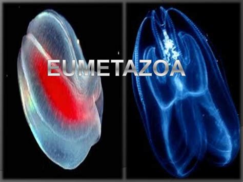 Eumetazooa