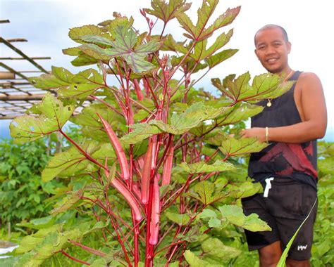 OFW shares his experience as red okra grower – Agriculture Monthly