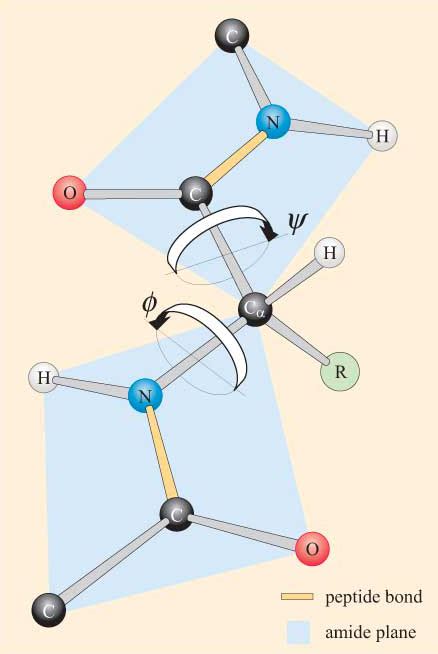 Proteins: 1.2 The peptide bond and primary structure of proteins - OpenLearn - Open University