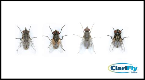 Fly Identification: Which Flies are Bugging Your Herd?