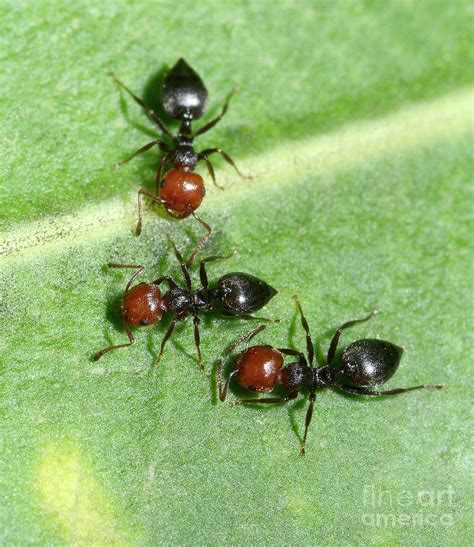 Red-headed Ants Photograph by Nigel Downer/science Photo Library - Pixels