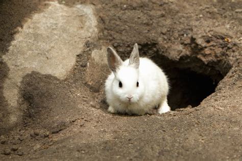 (Go) Down The Rabbit Hole —What It Means | Know Your Phrase