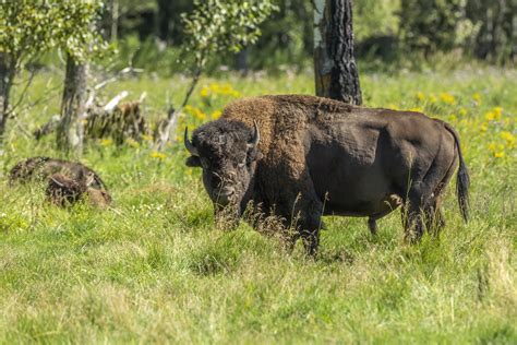 Adult Bison - length pose - Alberta Nature | Jardene Photography