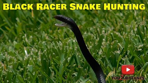 Black Racer Snake Hunting - YouTube