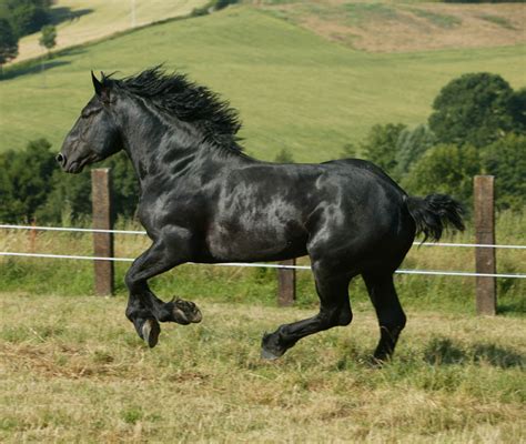 Horse Breeds - Percheron