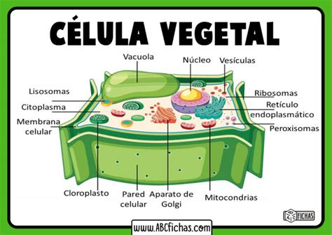 La Célula Vegetal: Estructura, Partes y Funciones de la Célula Vegetal