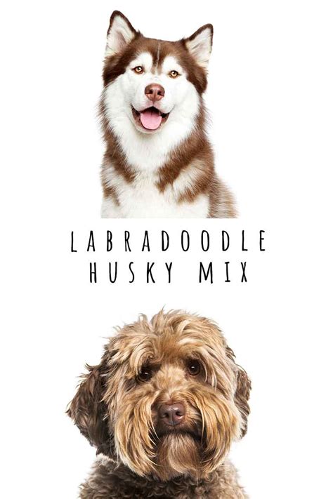 Labradoodle Husky Mix Breed - A Complete Guide To The Huskydoodle