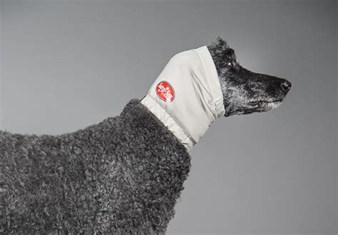 Ear Hematoma Compression Bandage | Dog Ear Infection Solutions