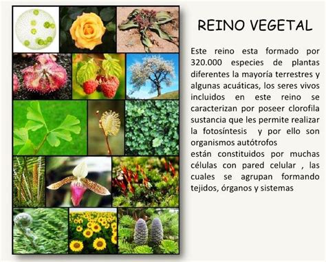 Reino vegetal- Definición, funciones, importancia, ejemplos y características | Mc escher, Book ...