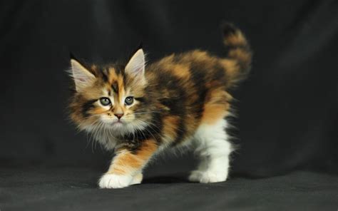 Maine Coon Kittens Adoption or Buy From A Breeder? | Mainecoon Co