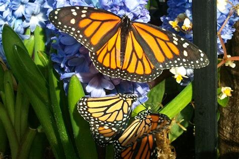 The butterfly exhibit at Nicholas Conservatory is always breathtaking ...