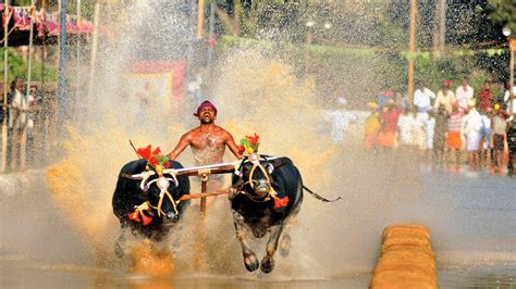 Kambala Festival 2024 - Dates, History, Major Attractions | Adotrip