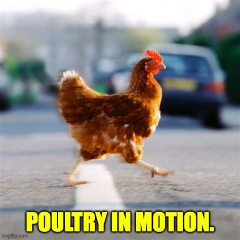 Poultry - Imgflip