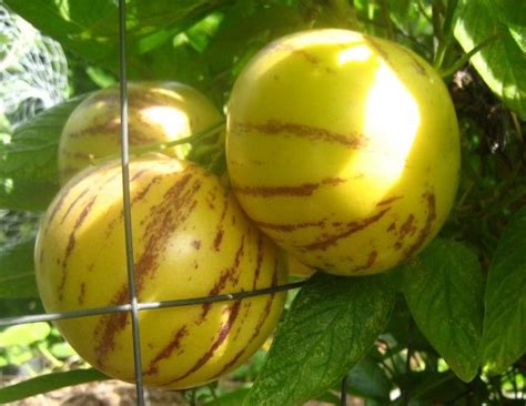 Pepino - an easy to grow perennial fruiting shrub Food Garden, Edible ...