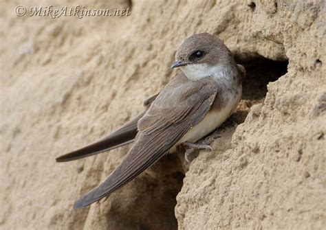 European Sand Martin or Bank Swallow (Riparia riparia) - has a wide ...