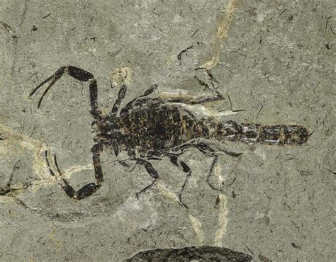 Oldest Scorpion Fossil Discovered