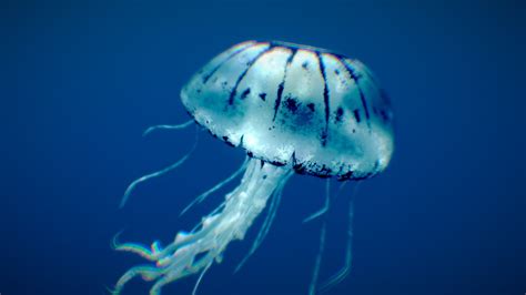 Purple-Striped Jellyfish - deep3dsea