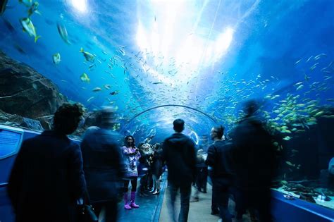 Georgia Aquarium | Atlanta Venue | All Events | 66 photos on PartySlate