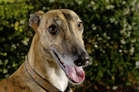 Greyhound Dog Breed Profile