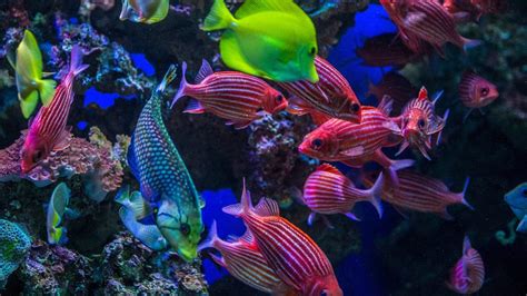 Underwater view of colorful tropical coral reef fish, Maui, Hawaii | Windows Spotlight Images