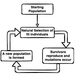 Intro to evolutionary algorithms with R for beginners (from scratch ...