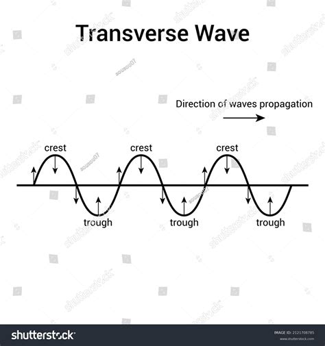 Transverse Wave Diagram Crest Trough Stock Vector (Royalty Free ...