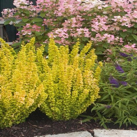 Berberis Thunbergii (Barberry) 'Golden Rocket' | bountifulgardens