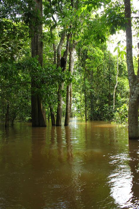 Central Amazon Conservation Complex: Guardian of the Amazon | LAC Geo