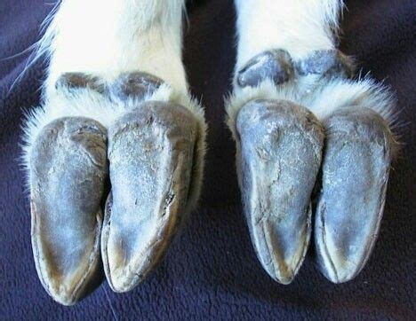 Goat hoof bottom | Mountain goat, Hooved animal, Hooves