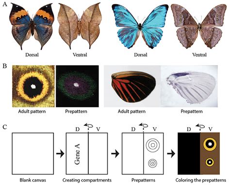 Two Sides to a Wing: A Gene that Makes Butterfly Upper and Bottom Wing Patterns Different ...