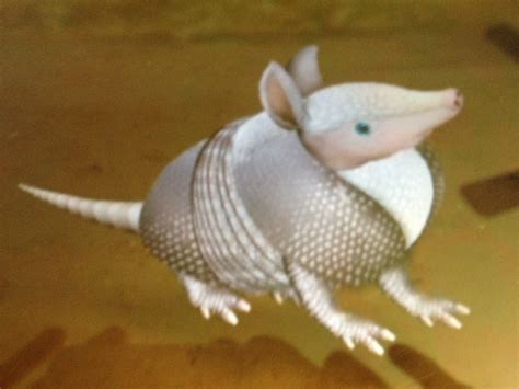 Save the Armadillo! - Wonder Pets! Wiki