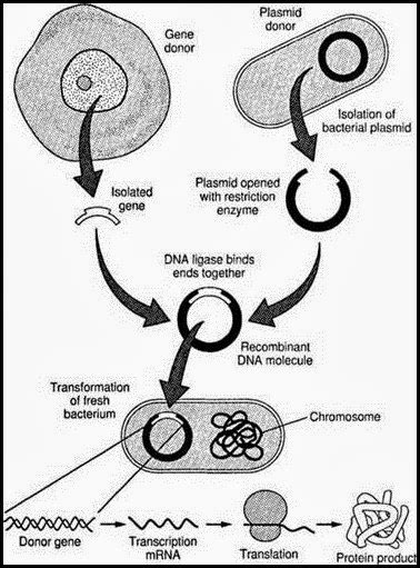 Recombinant Dna Diagram