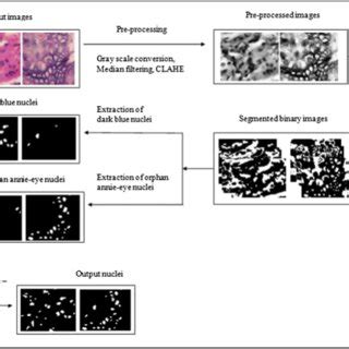 Steps involved in the extraction of orphan annie-eye and dark blue ...