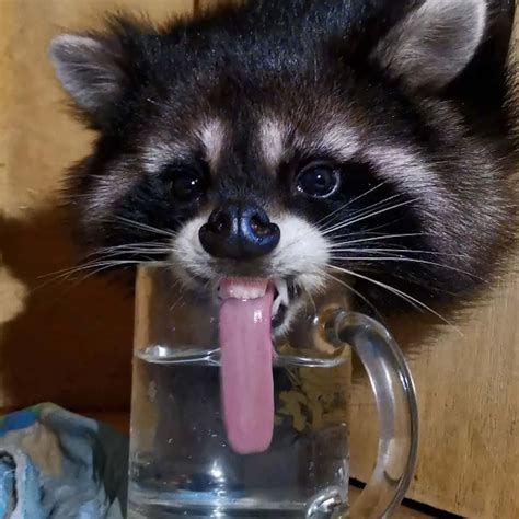 Download Funny Raccoon Hilarious Drinking Water Picture | Wallpapers.com